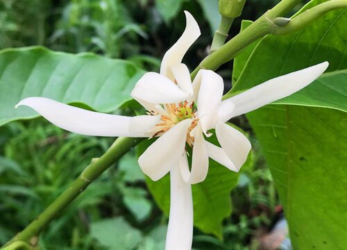 白兰花适合在室内养吗