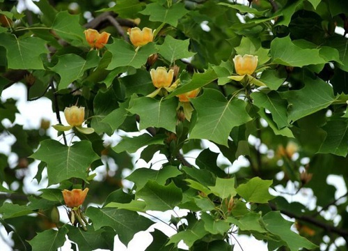 鹅掌花适合在室内养吗