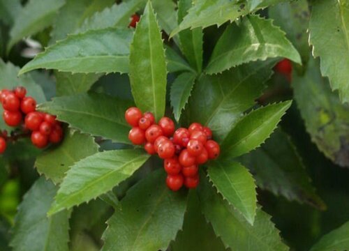 草珊瑚有毒吗可以放在室内养吗 植物说