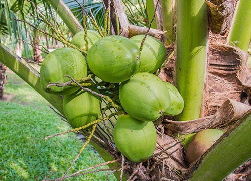 椰子是几月份的水果