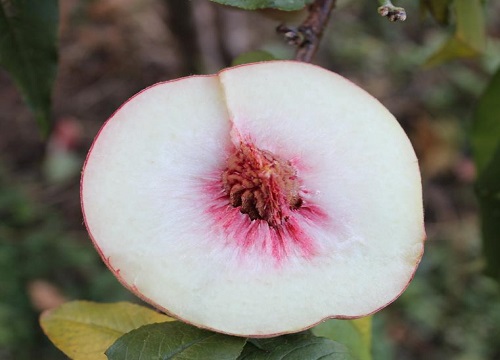 水蜜桃是几月份的水果 植物说