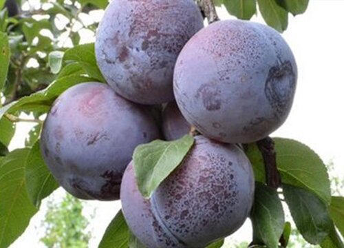 黑布林是几月份的水果
