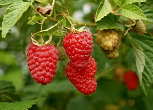 树莓是几月份的水果