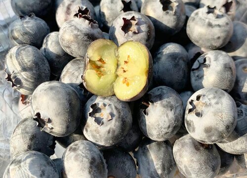 蓝莓是几月份的水果