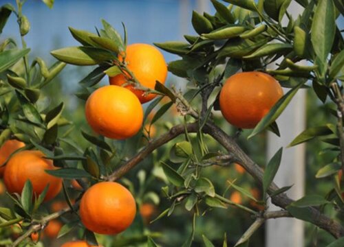 柑橘是几月份的水果