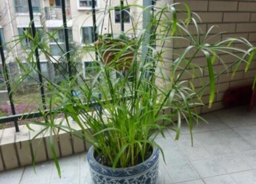 伞竹的养殖方法图片图片