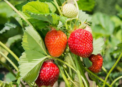 草莓好养活吗