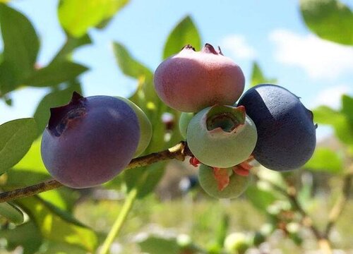 蓝莓好养吗 养殖方法和养护要点