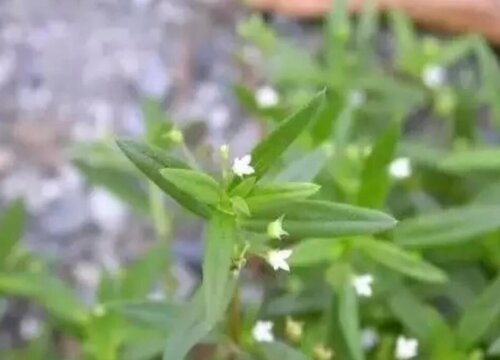 白花蛇舌草又叫什么名字 植物说