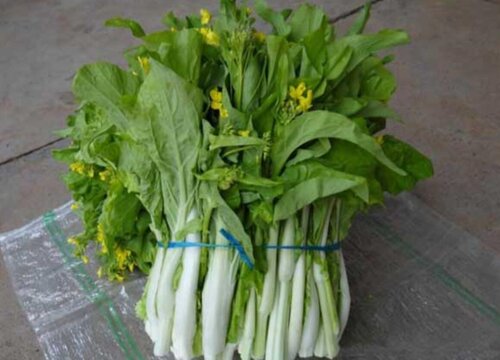 白菜苔是什么季节的菜