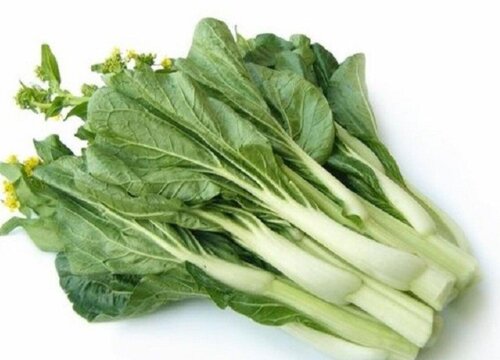 白菜苔是什么季节的菜 植物说
