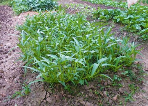 通菜是什么季节的菜 植物说