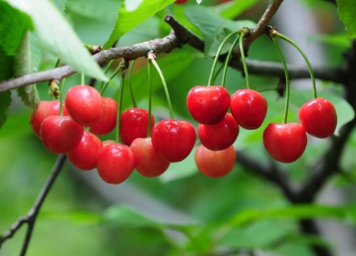 樱桃什么季节吃最好