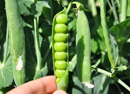荷兰豆几月份种合适 植物说