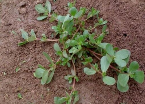 长命草又叫什么草