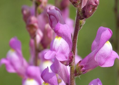 和金鱼草很像的花 植物说