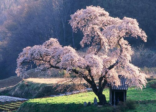 樱花树插枝能活吗