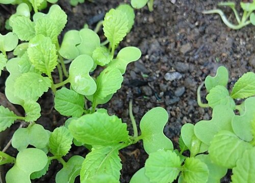 菜苗徒長怎麼辦