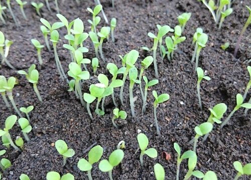 菜苗徒長怎麼辦