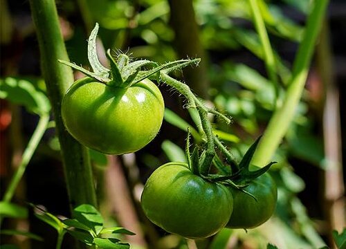 西红柿长虫子怎么办