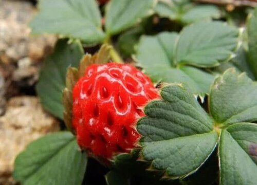 草莓有多少品种