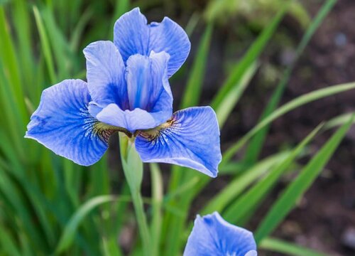 开蓝色花的花卉有哪些