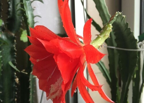 仙人剑养殖要点