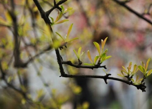 石榴树什么时候发芽长叶