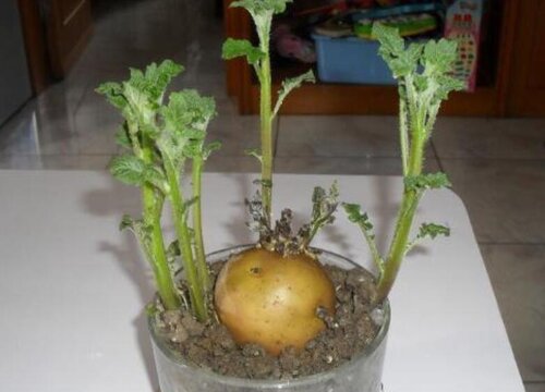 土豆什么时候发芽长叶