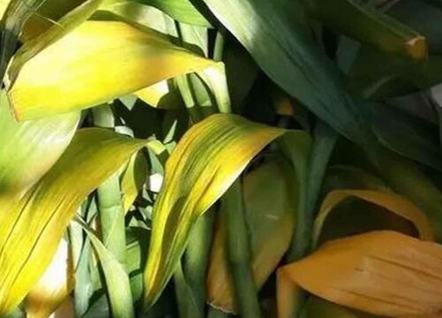 植物叶片发黄原因和处理方法