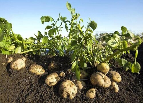 土豆种子怎么种植