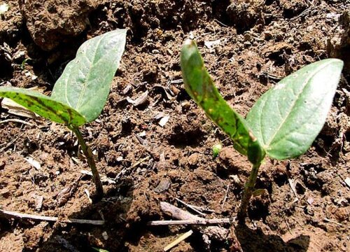 豆角子种子种植方法及过程