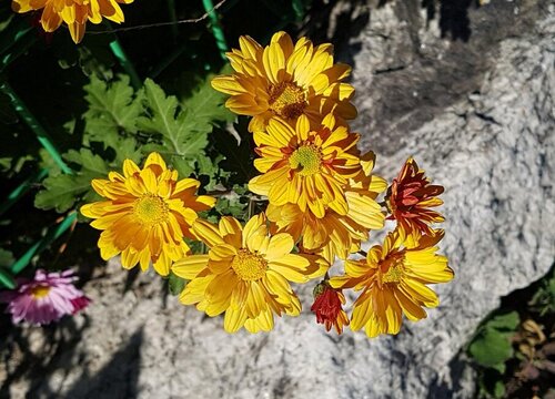 什么花代表清明节