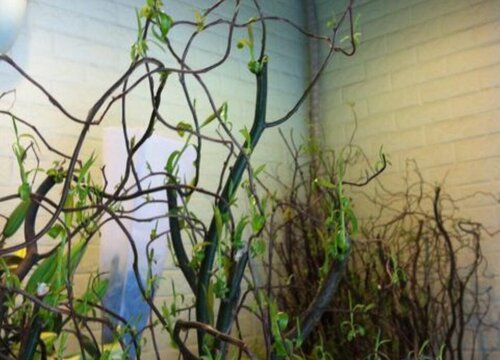 龙柳怎么养长的好-植物说