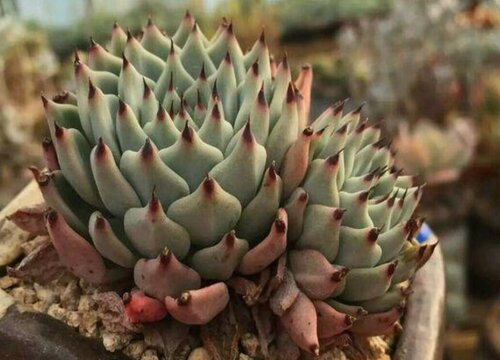 绿爪多肉怎么养长的好 植物说