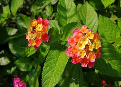 彩虹花怎么养及养殖方法