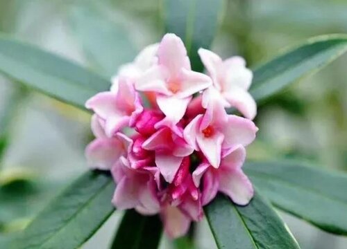 睡香花生长条件