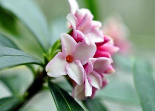 睡香花怎么养才开花-植物说