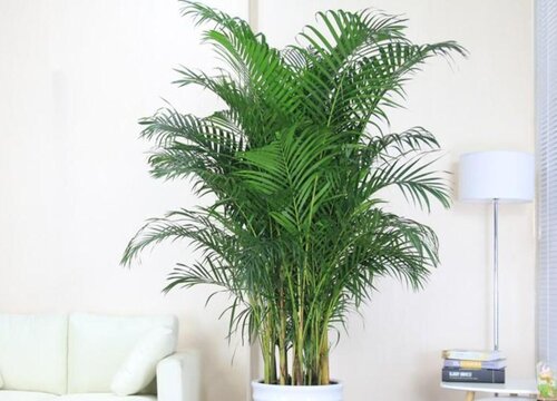 微型椰子树怎么养长的好