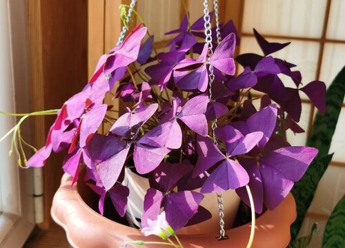 紫色酢浆草适合在室内养吗
