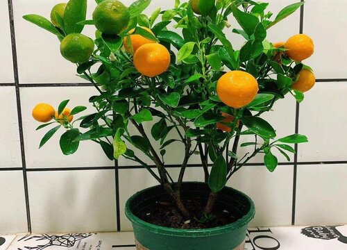 橘子树适合在室内养吗