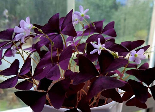 紫色酢浆草怎么养护