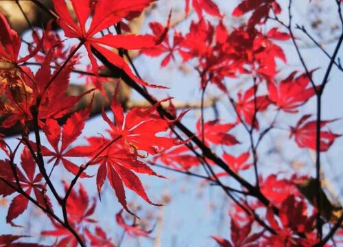 日本红枫怎么养护