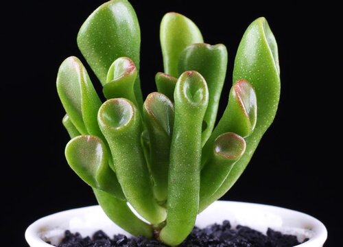 筒叶花月怎么养殖 植物说