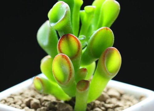 筒叶花月怎么养殖 植物说