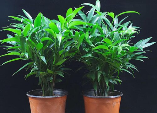 长寿竹怎么养才能更旺盛