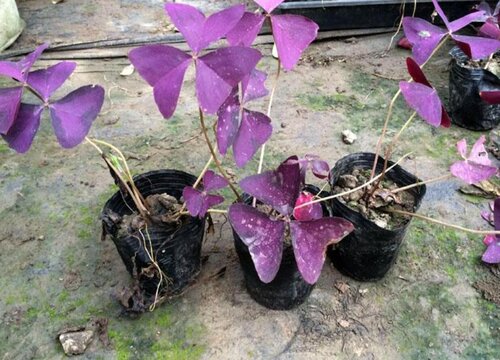 紫叶草怎么养殖方法