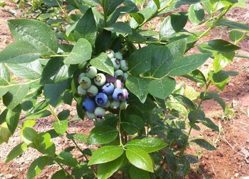 蓝莓怎么养才能更旺盛