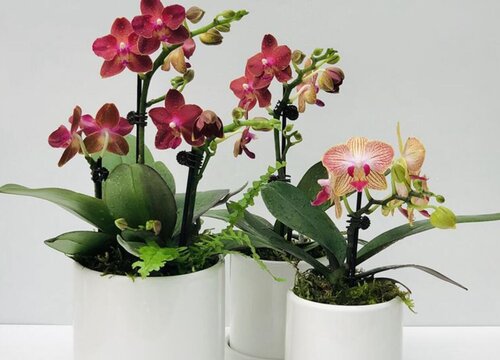 洋兰怎么养殖方法-植物说