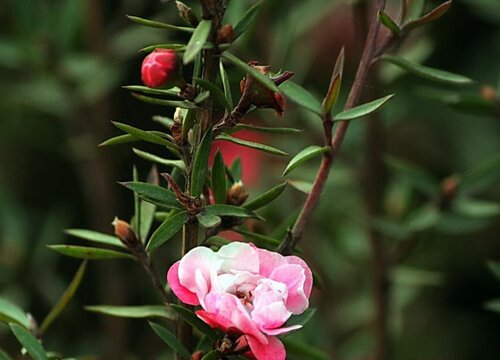 松红梅可以水养吗-植物说